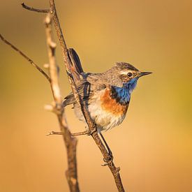 Blauwborst in de avondzon van Misja Kleefman