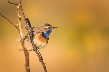 Blauwborst in de avondzon