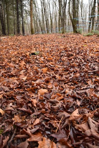 Een esdoornbos in de herfst