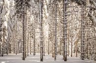 Waldlandschaft "Winterwald" von Coen Weesjes Miniaturansicht