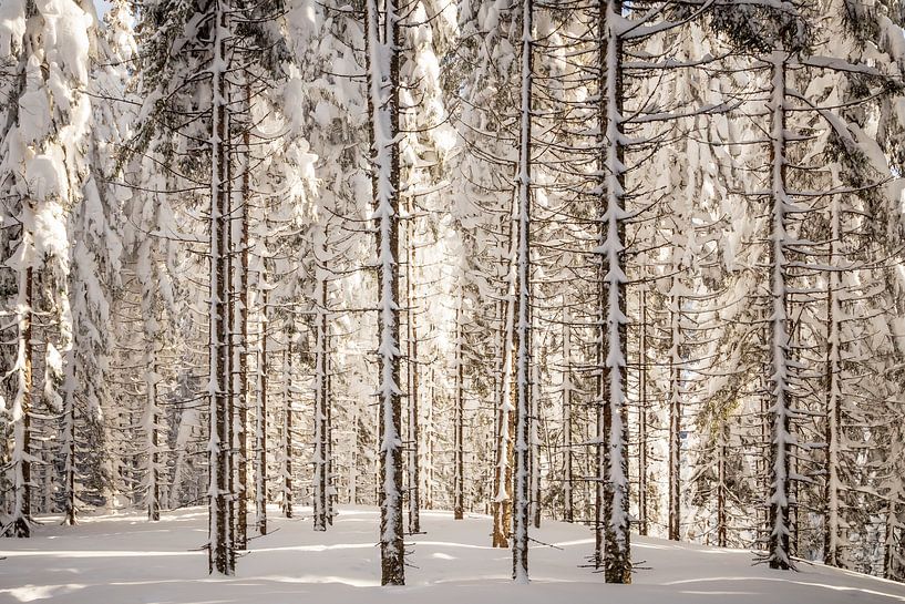 Waldlandschaft "Winterwald" von Coen Weesjes