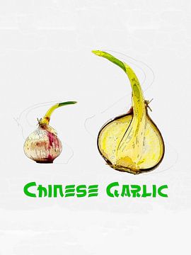 Chinese garlic by L.A.B.