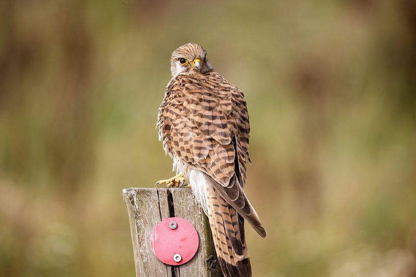 Looking ahead walk through by Erwin van Eekhout