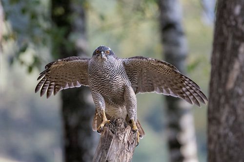 Buizerd – tussen beweging en stilte