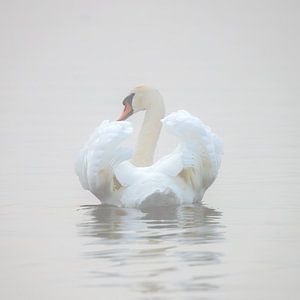 Zwaan in de mist van MadebyGreet