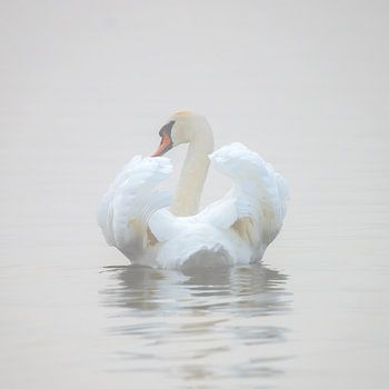 Swan in the fog
