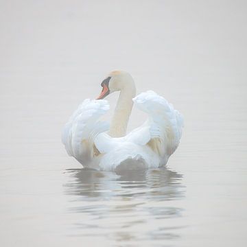 Swan in the fog by MadebyGreet