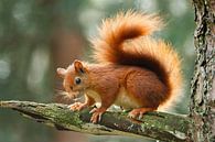 Eichhörnchen von Menno Schaefer Miniaturansicht