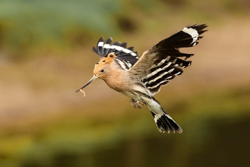 Hopser während des Fluges von Anjella Buckens