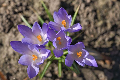 Krokusbloem met fijne bloemblaadjes