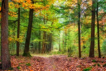 Herfst in het bos met Naald en loofbomen