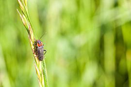 Roodpoot soldaat van Marcel Derweduwen
