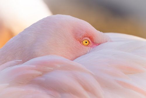 In roze rust - Grote Flamingo