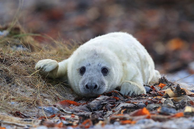 Gray Seal (Halichoerus grypus) Pup,in the natural habitat, Helgoland Germany by Frank Fichtmüller
