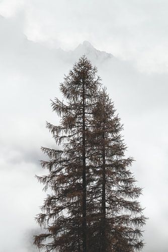 Eenzame boom in de mistige Alpen | Landschapsfotografie