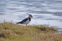 Lapwing