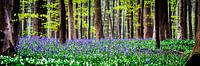 Hallerbos boshyacint paarse bloem van Frank Van Durme thumbnail