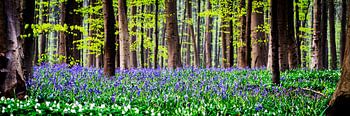 Violette Hallerbos-Buchstaben-Blüte