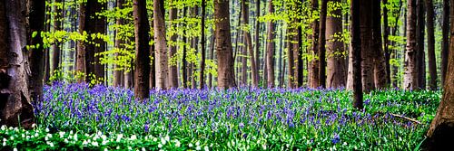 Hallerbos boshyacinth purple flower