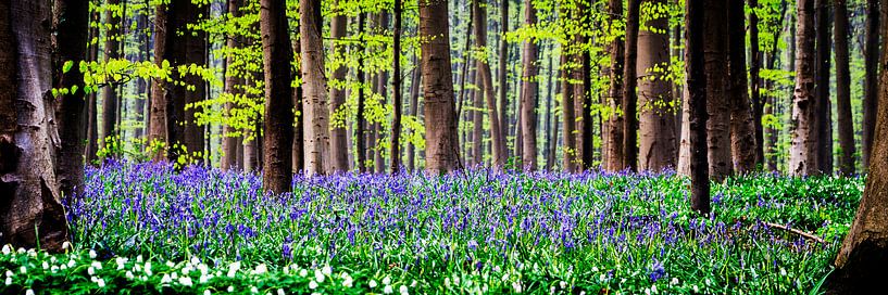 Hallerbos boshyacint paarse bloem van Frank Van Durme