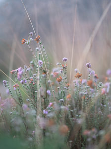 Blumen Teil 165