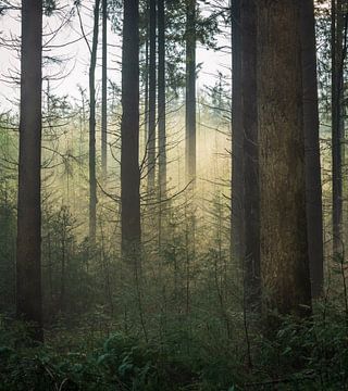 Morning mist in the forest. by René Jonkhout