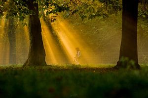 Morning has broken van Gerhard Nel