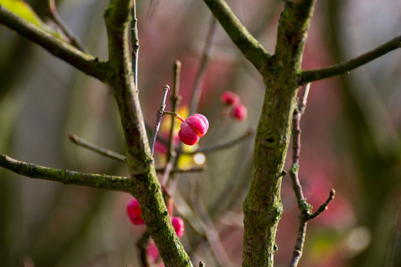 Spindle by Nina Redek