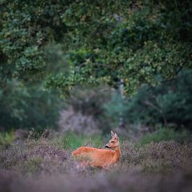 Ree sur la lande sur Tom Zwerver