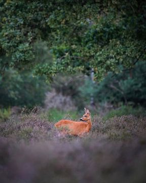 Ree on the Heath by Tom Zwerver