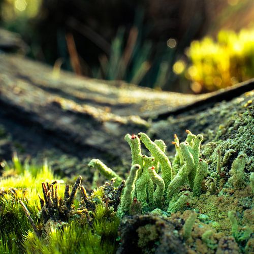 Strabrechtse Heide 180