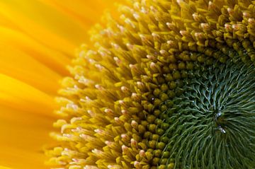 Heart of a sunflower by Margot van den Berg