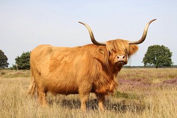 Un highlander écossais coriace