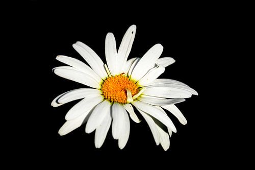 Margriet