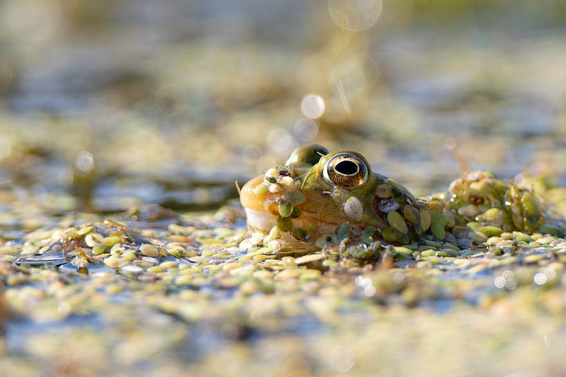 Frog by Alco Vos