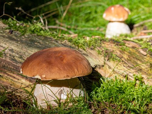 Porcini paddestoelen in het bos tijdens het paddestoelenseizoen