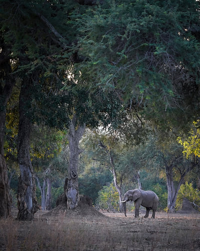 Elefant