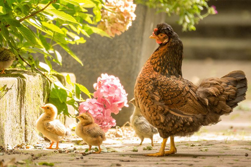 Moeder Kip met haar kuikentjes par Wilma van der Togt