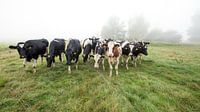 cows in the meadow.