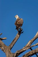 Raptor in the Kruger Park, South Africa