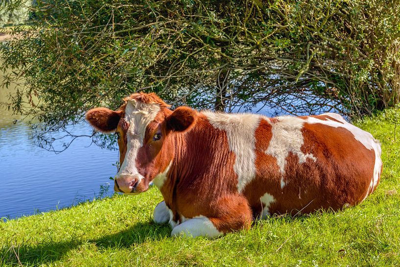 Vache rouge et blanche ruminant dans l'herbe par Ruud Morijn