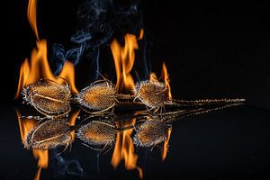 Entre la netteté et le feu