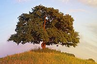 Oak