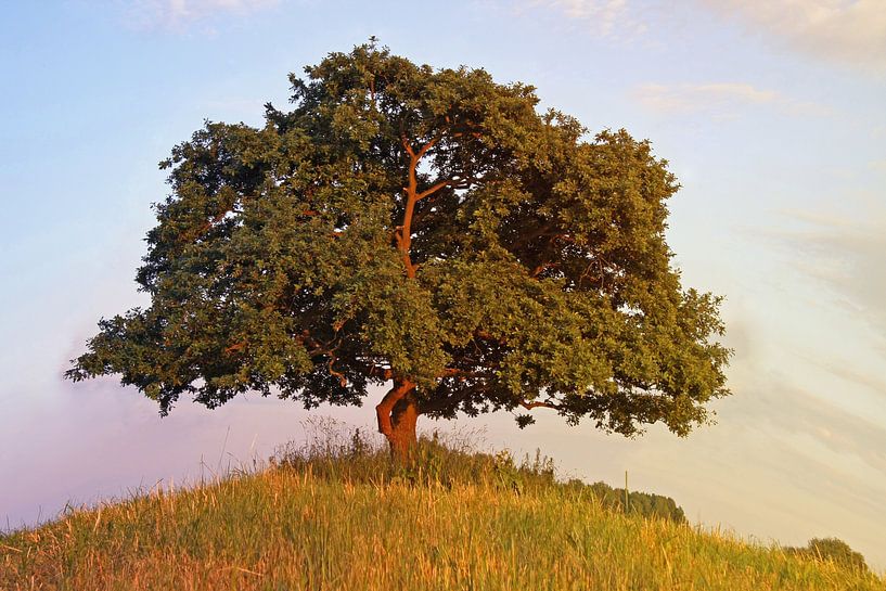 Oak by Marcel Schauer