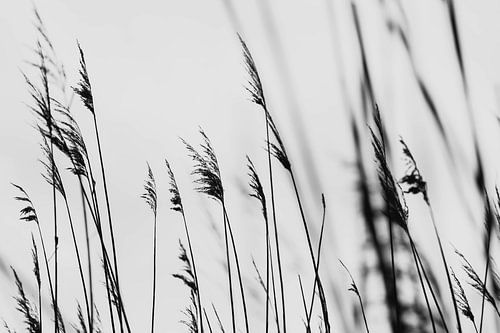 Dune grasses in the Westduin Park in Scheveningen