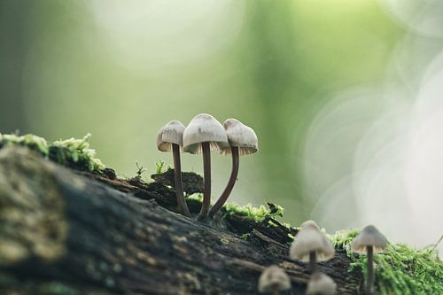 Champignons sur une branche