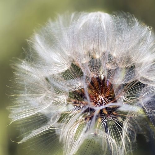 dandilon