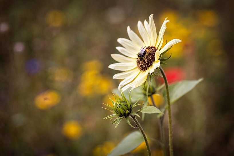 Blumenmischung von Rob Boon