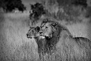 Twee metgezellen in zwart en wit, leeuwen in de Maasai Mara van Catalina Morales Gonzalez