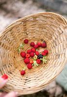 Summer fruit